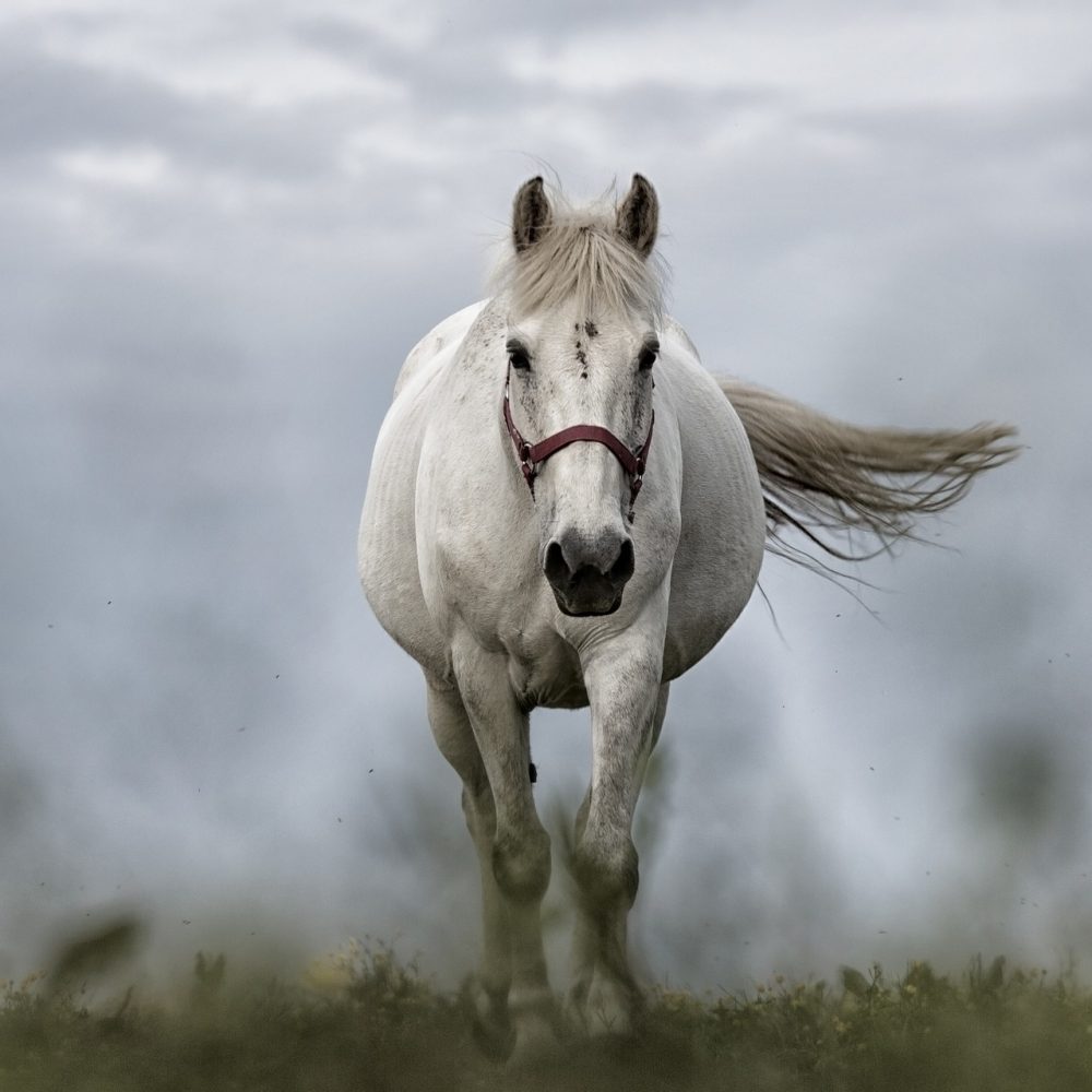 white-horse-1136093_1920
